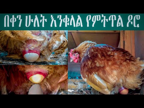 ቪዲዮ: በደወል በርበሬ የተሞሉ የዶሮ ጥቅልሎችን እንዴት ማዘጋጀት እንደሚቻል