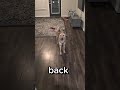 Bedtime Chronicles - Night Four #shibainu #puppy #dogshorts #funny #shorts
