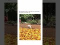 #funny #viral #cat #cute #pets #cats #love #bangladesh #india #pakistan #usa #shorts