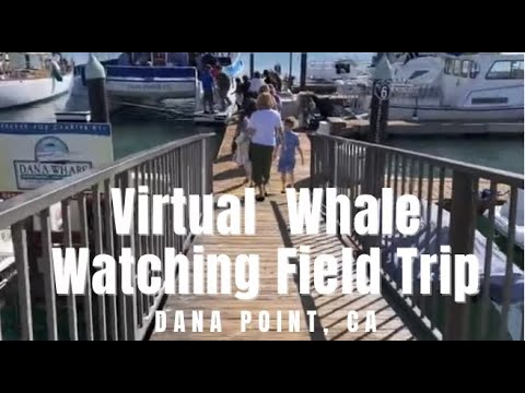 فيديو: مشاهدة الحيتان في دانا بوينت ومقاطعة أورانج الساحلية