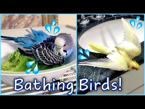 Bath Time For All My Birds!! | How to Bathe Your
