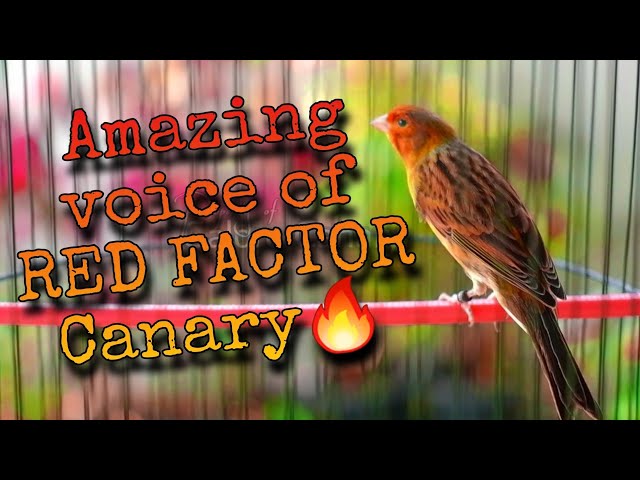 RARE AND AMAZING VOICE OF RED FACTOR CANARY 🔥 class=