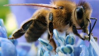 Пчелы. Slow motion video. Насекомые. Релакс видео. Красоты природы