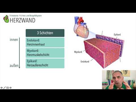 Video: Kardiomyozyten-zielgerichtete Und 17β-Östradiol-beladene Akustische Nanosonden Als Theranostische Plattform Für Herzhypertrophie