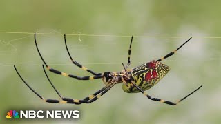 Giant venemous flying spider is spreading across the East Coast
