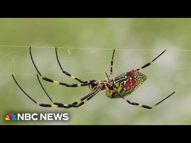 Giant venemous flying spider is spreading across the East Coast class=