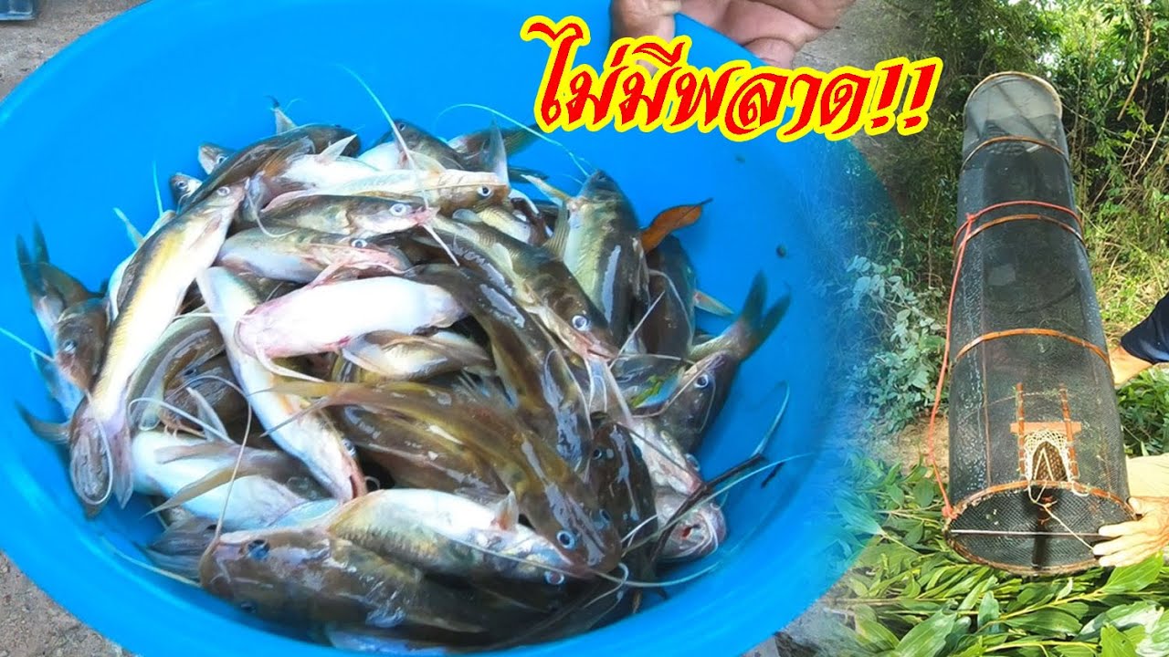 เข้าคักโพด!! ปลากดโตงามๆ ดักตุ้มปลากด - อีสาน บ้านโนน