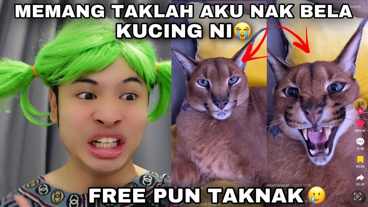 MEMANG TAKLAH AKU NAK BELA KUCING NI DAH😭| SERIK DAH😭