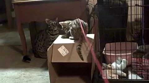 Video 615691: f1 bengal kitten, baby cat games, cat baby attack