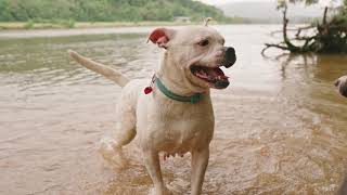 NEW Playing Cute Dogs Puppies Music Animals Relax Sleep Love Beautiful BACKGROUND HD Video (1080p)