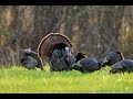 Turkey Hunting 2016