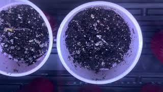 Growing good weed