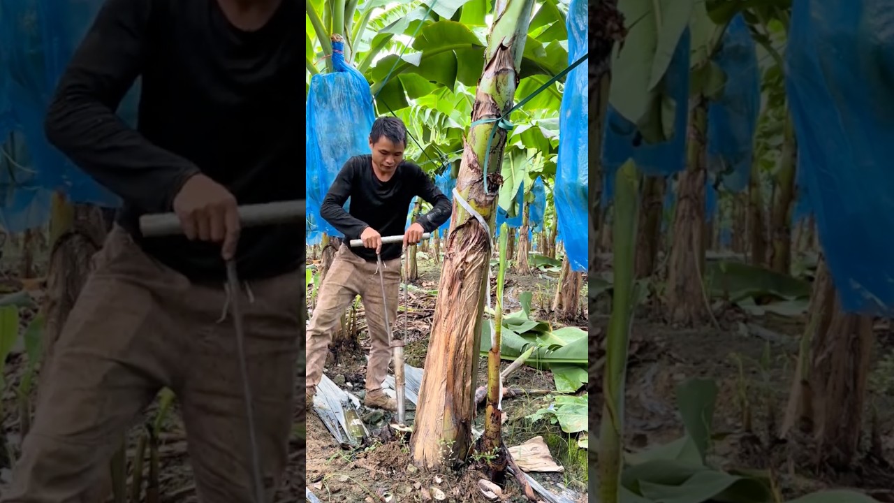 Removing Banana Suckers Without Damaging Roots 