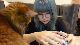 愛猫が一歳になりました - YouTube
