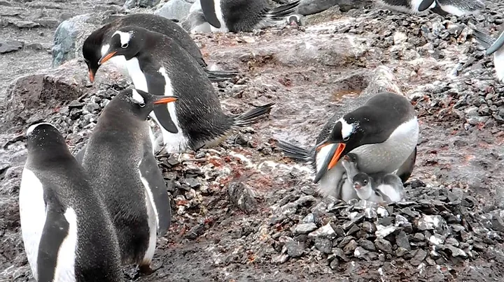 Gentoo penguin collecting stones