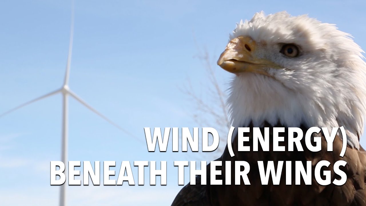 Eagles Are Making Wind Turbines Safer For Birds Department