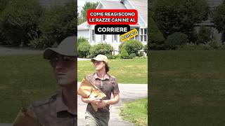 Come reagiscono le razze canine al Corriere - Parte 2