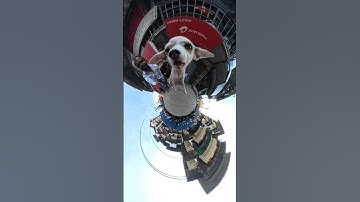 INSTA360 CAMERA #FUNNY #dogshorts #shortsfeed #360video #360camera