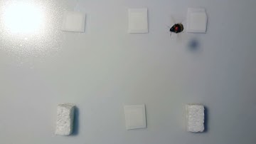 S3 Video. Block pushing experiment: Delay test