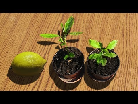 Video: Kako Saditi I Uzgajati Verbenu Limuna