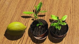 How to grow a lemon from seed, the simplest way