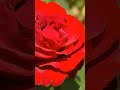 American Rose Center! #travel #nature #rose #garden #roses #shreveport #beautiful