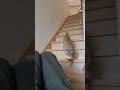Dash！ #cat #catvideos #猫 #ちゃちゃまる #マリオ#cute #funny