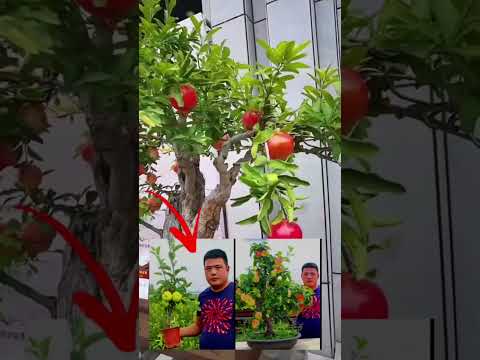 Video: Cuidado del árbol de carambola en maceta - Consejos para cultivar carambola en contenedores
