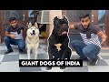 Giant dogs of india