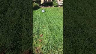 terramow v1000 robot mowing my lawn