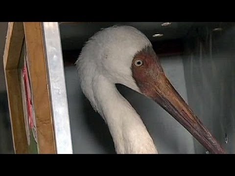 طائر الغرنوق يحط في مطار موسكو