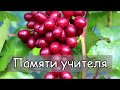 Виноград Памяти учителя. Ультра ранняя гибридная форма, очень вкусная и урожайная.