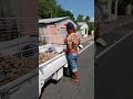 Llegaron las papas