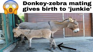 Donkey-Zebra Mating Gives Birth To Junkie. Terrible Trunk Of This Two-Headed Snake.today