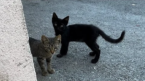 Watch the video about Feed homeless kittens food,#catvideos #cute #****