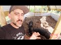 (Almost Time) PIGS on GRASS // VLOG