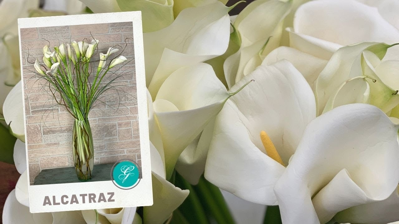 Arreglo floral con Alcatraz, Cartuchos o Callas ¿cómo les llamas tu? -  YouTube