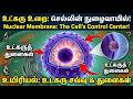CELL - 14.) NUCLEAR MEMBRANE I(உட்கரு உறை)