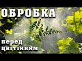 Обробка винограду ПЕРЕД ЦВІТІННЯМ. Захист кущів задля гарного врожаю