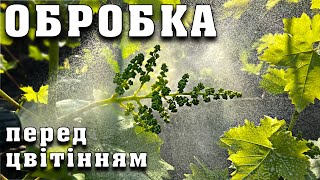 Обробка винограду ПЕРЕД ЦВІТІННЯМ. Захист кущів задля гарного врожаю