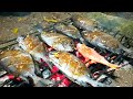 Bakar dan Makan Bersama IKAN HASIL TANGKAPAN _ Fish Trap Traditional