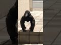カラスですよね?