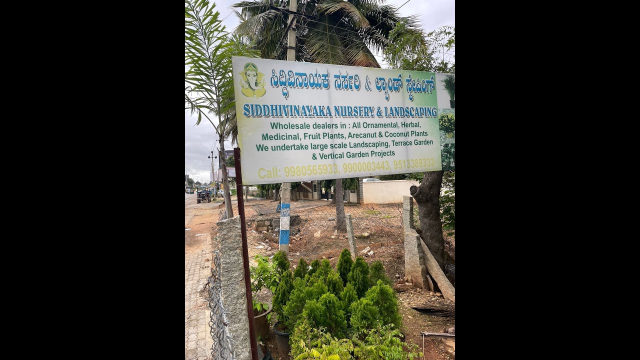 Siddhivinayak nursery yelahanka rajankunte nursery YouTube