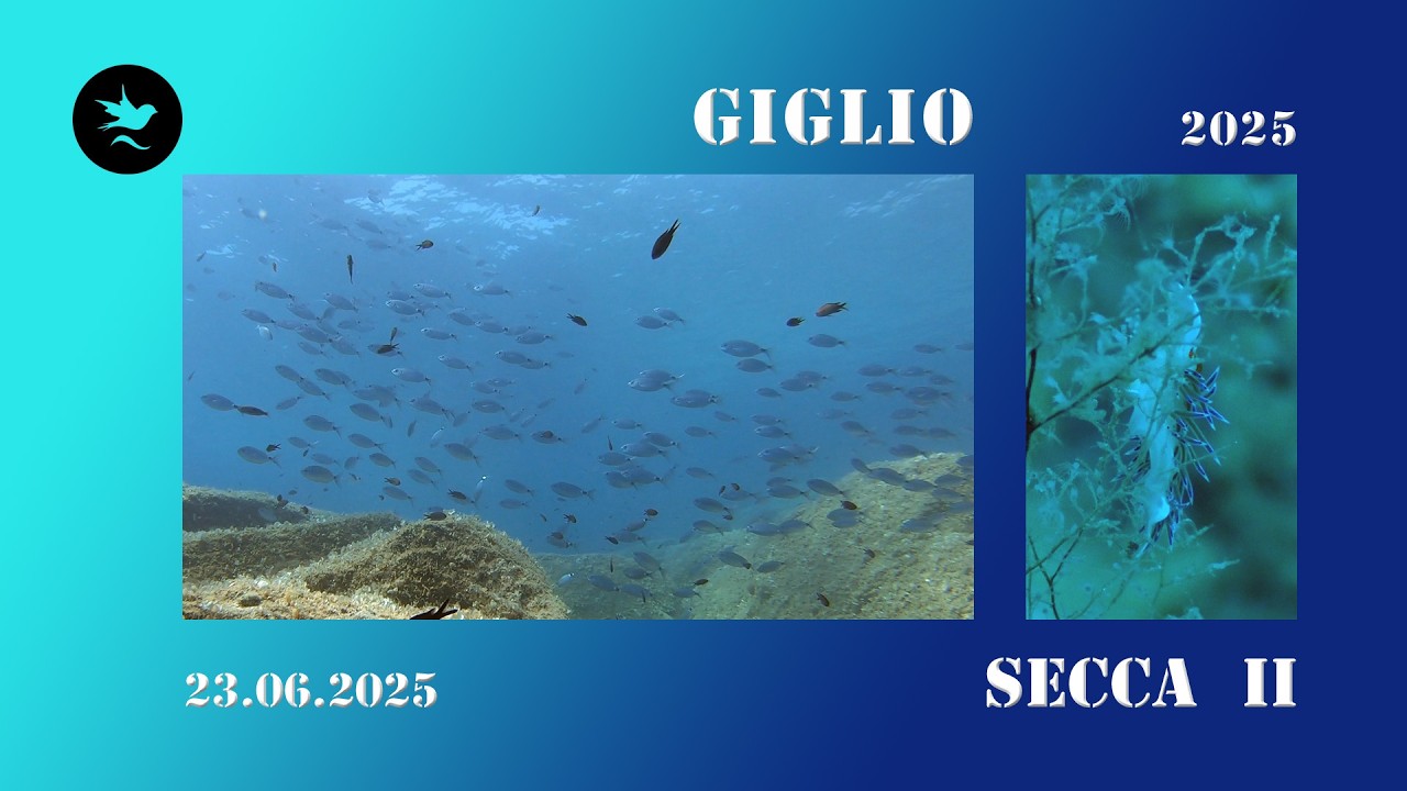 23.06.2025 Secca II : Giglio 2025