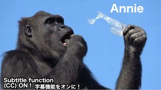 Gentaro's potential partner! Annie is quite a tomboyish girl. Gorilla | Shabani group