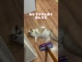 掃除機を怖がらない猫ちゃん。#shorts #ラグドール #マカロンdaily #猫 #布偶猫 #cat #かわいい猫 #掃除機