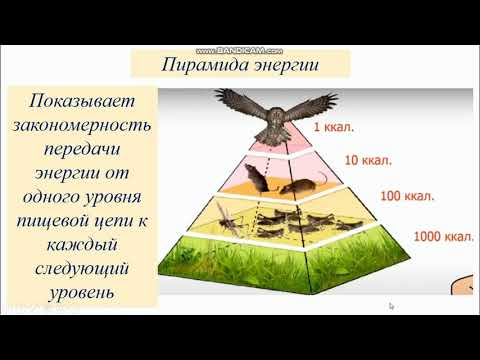 9-сынып. Биология пәні. Эффективность переноса энергии в экосистеме. Поток энергии и цепи питания