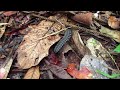 Flatback millipede in the Amazon