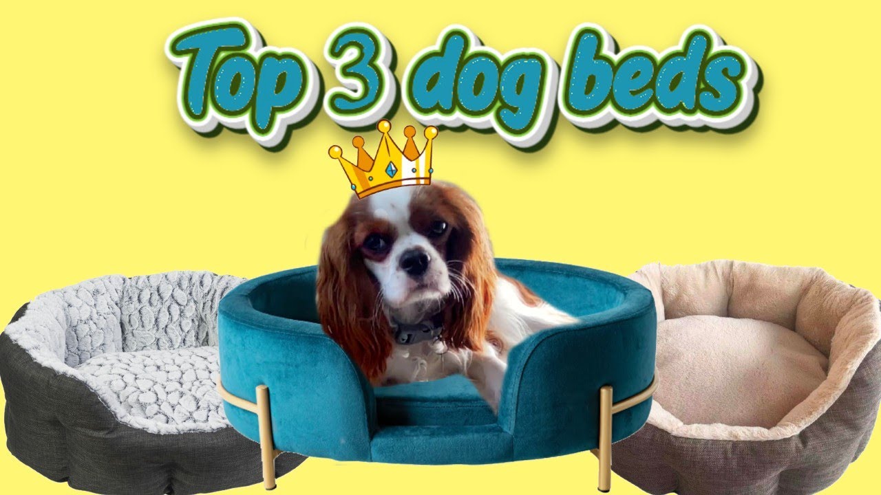 Best dog beds for your cavalier! YouTube