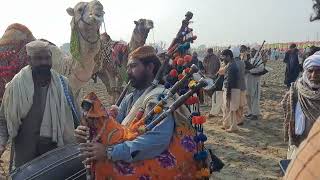 camel fight mela city layyah 2022 part 2